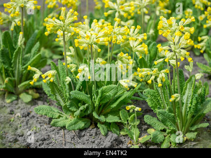 Primula veris coucou bleu, fleurs coucou bleu commun Banque D'Images