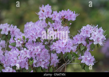 Rhododendron poukhanense riche violet fleurs Banque D'Images