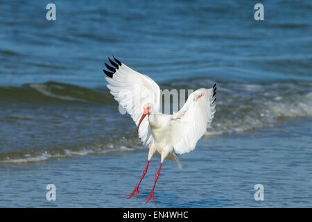 Ibis blanc Eudocimus albus alimentation dans des vagues Banque D'Images