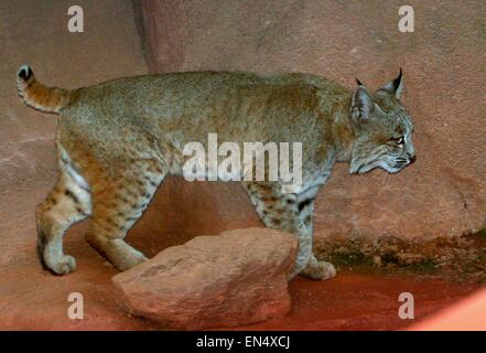 North American Lynx roux (Lynx rufus) vu de profil Banque D'Images