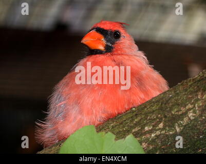 Les mâles ou Rouge Cardinal (Cardinalis cardinalis) - oiseaux en captivité au zoo Burger, Arnhem, Pays-Bas Banque D'Images