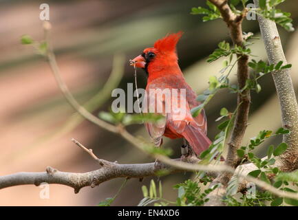 Les mâles ou Rouge Cardinal (Cardinalis cardinalis) Banque D'Images