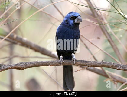 Hommes sud-américain Ultramarie (Cyanocompsa brissonii Grosbeak, Melanotrochilus brissonii). Banque D'Images