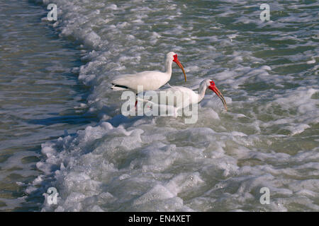 Ibis blanc Eudocimus albus se nourrir dans les vagues de la côte du golfe du Mexique Fort Myers Beach Floride USA Banque D'Images