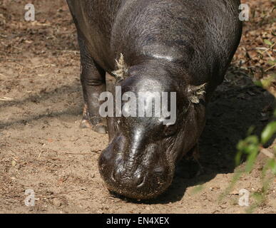 Hippopotame pygmée de l'Afrique de l'Ouest (Hexaprotodon liberiensis Choeropsis liberiensis), close-up alors que le pâturage Banque D'Images