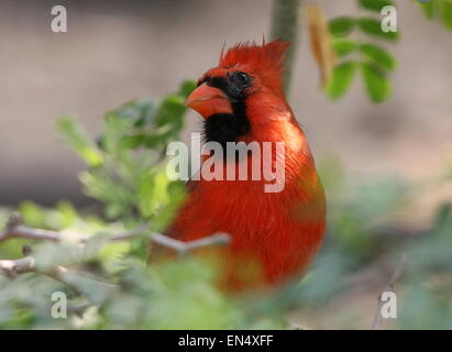 Les mâles ou Rouge Cardinal (Cardinalis cardinalis) Banque D'Images