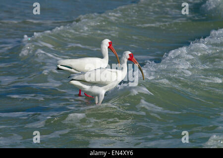 Ibis blanc Eudocimus albus se nourrir dans les vagues de la côte du golfe du Mexique Fort Myers Beach Floride USA Banque D'Images