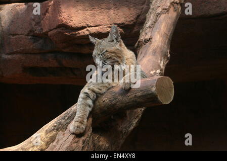 Close-up of a North American Lynx roux (Lynx rufus) reposant sur un arbre mort au Zoo Burger, Arnhem, Pays-Bas Banque D'Images