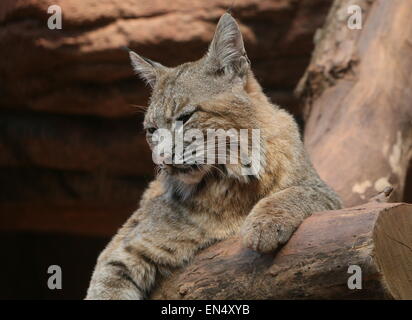 North American Lynx roux (Lynx rufus) reposant sur un arbre mort Banque D'Images