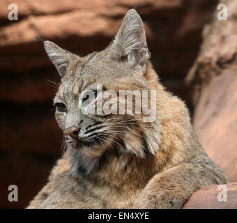 Close-up of a hommes nord-américains Lynx roux (Lynx rufus) Banque D'Images