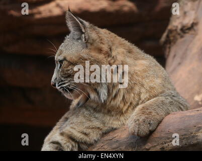 North American Lynx roux (Lynx rufus) reposant sur un arbre mort Banque D'Images