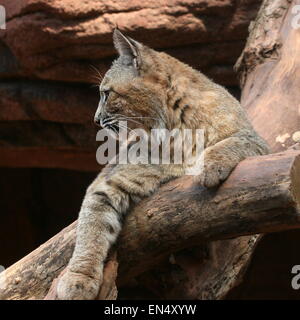 North American Lynx roux (Lynx rufus) reposant sur un arbre mort Banque D'Images