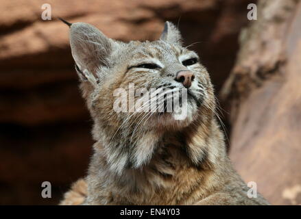 Portrait close-up of a North American Lynx roux (Lynx rufus) Banque D'Images