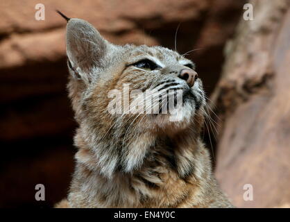 Portrait close-up of a North American Lynx roux (Lynx rufus) Banque D'Images