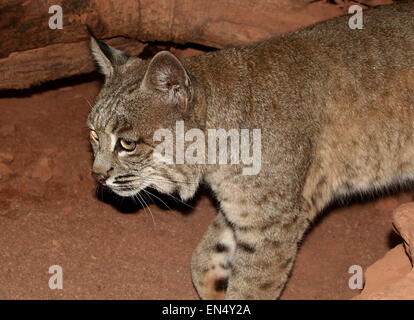 Close-up of a hommes nord-américains Lynx roux (Lynx rufus) Banque D'Images