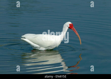 Ibis blanc Eudocimus albus en lagune côtière d'alimentation Banque D'Images