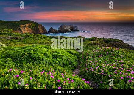 Fleurs et trail sur une falaise au-dessus de Rodeo Beach au coucher du soleil, au Golden Gate National Recreation Area, à San Francisco, Californie. Banque D'Images