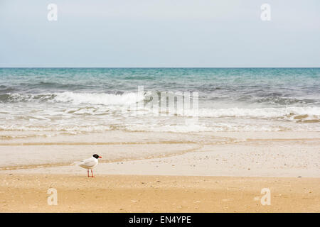 Mouettes sur la plage de sable de la côte en Italie pendant une journée nuageuse. Banque D'Images