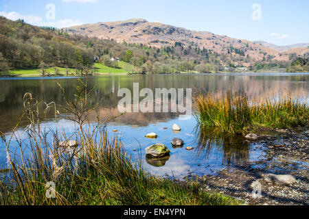 Vue sur Grasmere depuis les rochers à franges de roseaux Banque D'Images