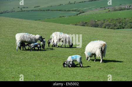 Brighton UK 28 avril 2015 - nouveaux nés agneaux profiter du beau temps de printemps sur les South Downs juste au nord de Brighton ce matin Crédit : Simon Dack/Alamy Live News Banque D'Images