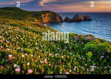 Des fleurs sur une falaise au-dessus de Rodeo Beach au coucher du soleil, au Golden Gate National Recreation Area, à San Francisco, Californie. Banque D'Images