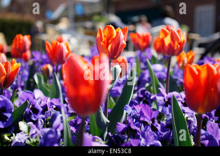 Tulipes Orange sont vus sur la fête du Roi des Pays-Bas. Banque D'Images