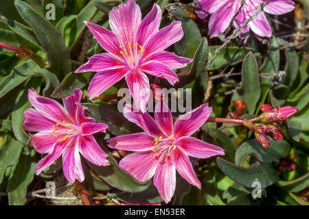 Lewisia longipetala peu Prune Banque D'Images