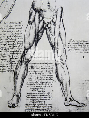 Leonardo da Vinci (1452-1519). Polymanth italien. Genius. Renaissance. Le dessin sur l'anatomie de Léonard de Vinci (1452-1519) Les muscles des jambes. Banque D'Images