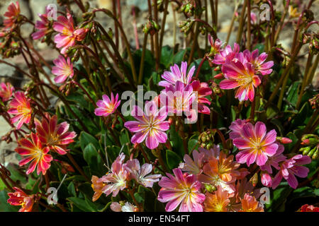 Lewisia cotyledon flower Banque D'Images