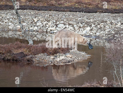 Le Kincraig, Ecosse, Royaume-Uni. Apr 28, 2015. 18 Victoria un ours polaire femelle âgée bénéficie de sa première journée à la découverte de son nouveau boîtier au Highland Wildlife Park à Kincraig. Inverness en Écosse. Victoria est la seule femme de l'ours polaire au Royaume-Uni. Crédit : David Gowans/Alamy Live News Banque D'Images