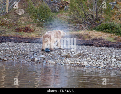 Le Kincraig, Ecosse, Royaume-Uni. Apr 28, 2015. 18 Victoria un ours polaire femelle âgée bénéficie de sa première journée à la découverte de son nouveau boîtier au Highland Wildlife Park à Kincraig. Inverness en Écosse. Victoria est la seule femme de l'ours polaire au Royaume-Uni. Crédit : David Gowans/Alamy Live News Banque D'Images