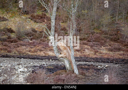 Le Kincraig, Ecosse, Royaume-Uni. Apr 28, 2015. 18 Victoria un ours polaire femelle âgée bénéficie de sa première journée à la découverte de son nouveau boîtier au Highland Wildlife Park à Kincraig. Inverness en Écosse. Victoria est la seule femme de l'ours polaire au Royaume-Uni. Crédit : David Gowans/Alamy Live News Banque D'Images