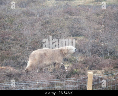 Le Kincraig, Ecosse, Royaume-Uni. Apr 28, 2015. 18 Victoria un ours polaire femelle âgée bénéficie de sa première journée à la découverte de son nouveau boîtier au Highland Wildlife Park à Kincraig. Inverness en Écosse. Victoria est la seule femme de l'ours polaire au Royaume-Uni. Crédit : David Gowans/Alamy Live News Banque D'Images