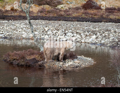 Le Kincraig, Ecosse, Royaume-Uni. Apr 28, 2015. 18 Victoria un ours polaire femelle âgée bénéficie de sa première journée à la découverte de son nouveau boîtier au Highland Wildlife Park à Kincraig. Inverness en Écosse. Victoria est la seule femme de l'ours polaire au Royaume-Uni. Crédit : David Gowans/Alamy Live News Banque D'Images