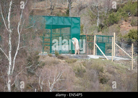 Le Kincraig, Ecosse, Royaume-Uni. Apr 28, 2015. 18 Victoria un ours polaire femelle âgée bénéficie de sa première journée à la découverte de son nouveau boîtier au Highland Wildlife Park à Kincraig. Inverness en Écosse. Victoria est la seule femme de l'ours polaire au Royaume-Uni. Crédit : David Gowans/Alamy Live News Banque D'Images