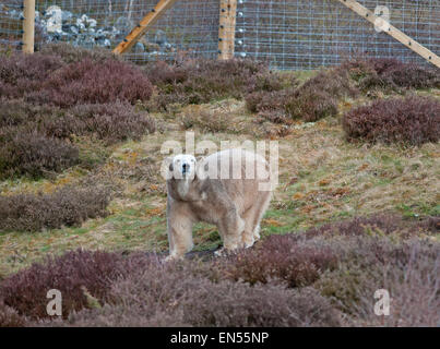 Le Kincraig, Ecosse, Royaume-Uni. Apr 28, 2015. 18 Victoria un ours polaire femelle âgée bénéficie de sa première journée à la découverte de son nouveau boîtier au Highland Wildlife Park à Kincraig. Inverness en Écosse. Victoria est la seule femme de l'ours polaire au Royaume-Uni. Crédit : David Gowans/Alamy Live News Banque D'Images