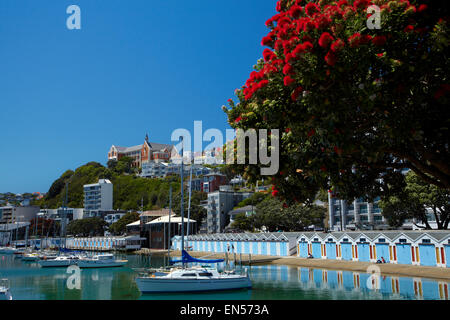 Arbre en fleurs Pohutukawa et Boatsheds, Clyde Marina Quay, Wellington, Île du Nord, Nouvelle-Zélande Banque D'Images