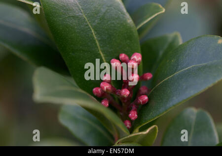 Skimmia japonica flamme olympique en bouton Banque D'Images