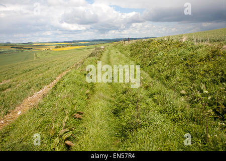 Passage d'herbe paysage de la craie Marlborough Downs, près de East Kennett, Wiltshire, England, UK Banque D'Images