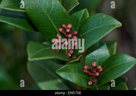 Skimmia japonica flamme olympique en bouton Banque D'Images