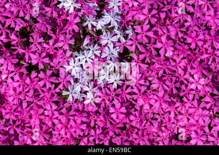 Blanc rose abstrait Phlox douglasii Banque D'Images