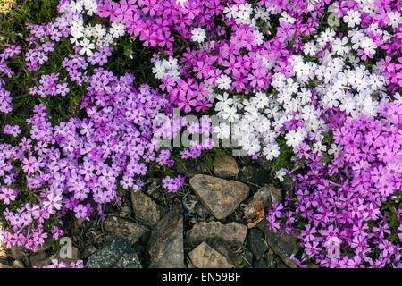 La floraison creeping Phlox douglasii Banque D'Images