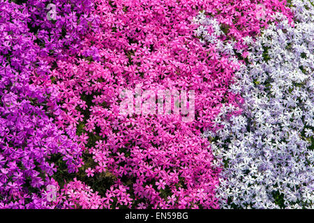 Phlox douglasii mousse phlox Banque D'Images