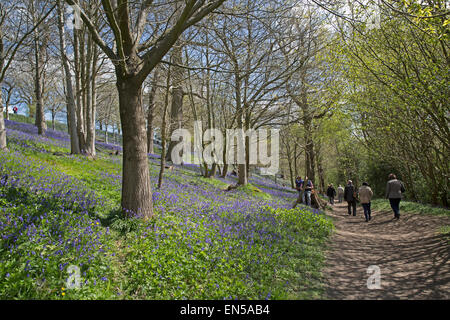 Les visiteurs marchent sur le trottoir de manière à ne pas endommager le fragile Bluebells qui tapissent le bois à Emmetts Gardens, dans le Kent. Banque D'Images