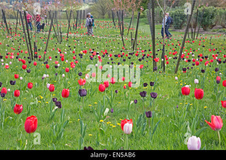 Les visiteurs marchent parmi les tulipes sur Emmetts Gardens, dans le Kent. Banque D'Images