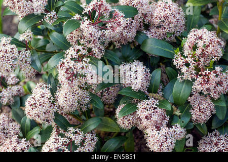 Skimmia japonica 'Rubella' Banque D'Images