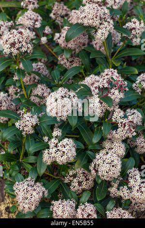 Skimmia japonica 'Rubella' Banque D'Images