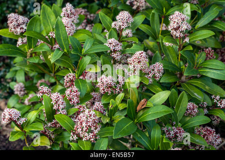 Skimmia japonica 'Rubella' usine de Skimmia Banque D'Images