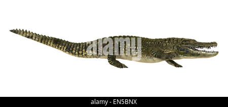 Rendu 3D d'un alligator ou Alligator mississippiensis isolé sur fond blanc Banque D'Images