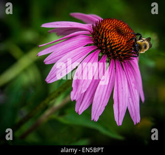 Bourdon sur fleur cône Banque D'Images